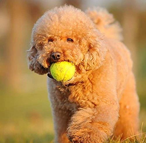 URBEST Tennis Balls, 12 Packs Training Tennis Balls Practice Balls for Novice Player, Pet Dog Playing Balls with Mesh Carry Bag (Purple)